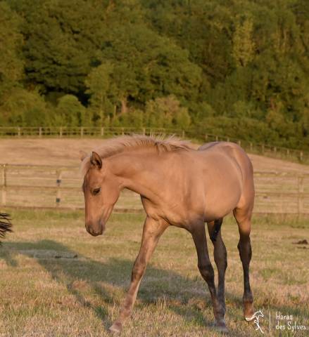 Potro KWPN Caballo de Deporte Neerland&eacute;s En venta 2026 Dun