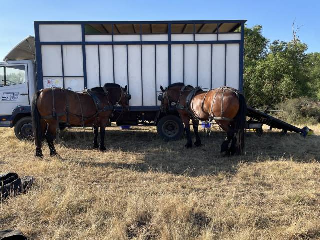 Cami&oacute;n para caballos Mercedes 1114 1987 De segunda mano