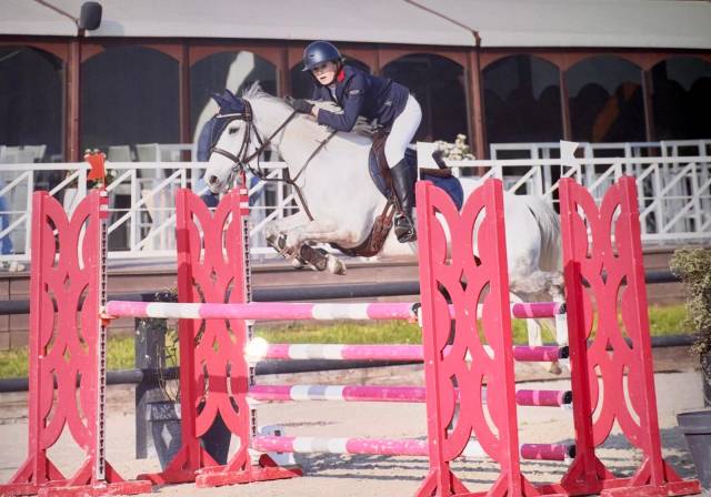 Caballo castrado PFS Poni Fran&ccedil;&eacute;s de Silla En venta 2014 Tordo