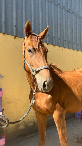 Caballo castrado Silla Franc&eacute;s En venta 2023 Alaz&aacute;n tostado por Gwenndu de Kerganne