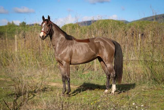 Yegua Silla Franc&eacute;s En venta 2022 Bayo