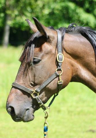 Yegua Trot&oacute;n Franc&eacute;s En venta 2018 Bayo moreno