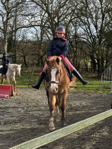 Caballo castrado Welsh Part Bred En venta 2015 Alaz&aacute;n por Mister Van Het Schaverdijke