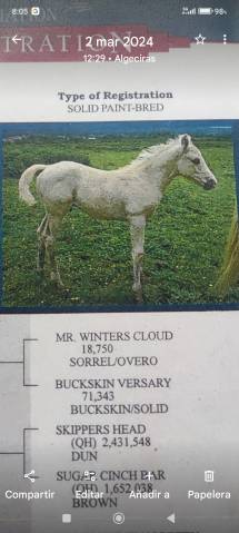 EN VENTA: EXCLUSIVO PAINT HORSE PURA RAZA&ndash;DOMA VAQUERA-