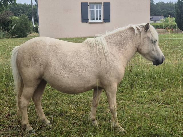 Potranca Shetland En venta 2024 Palomino