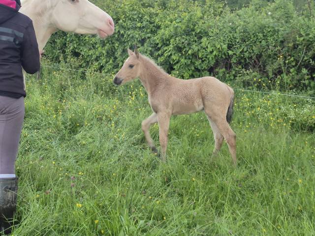 Caballo castrado Connemara En venta 2026 Isabelo