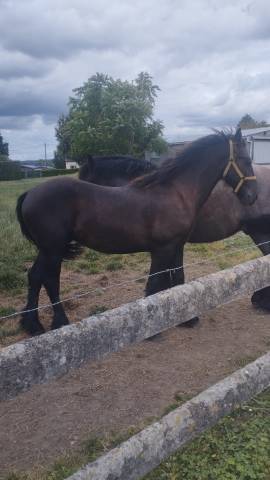 Semental Fris&oacute;n En venta 2025 Negro