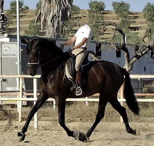 Yegua PRE Pura Raza Espa&ntilde;ola En venta 2021 Negro