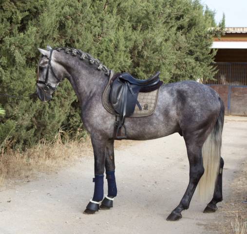 Caballo entero PRE Pura Raza Espa&ntilde;ola En venta 2021 Tordo