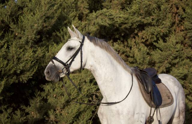 Caballo castrado PRE Pura Raza Espa&ntilde;ola En venta 2017 Tordo