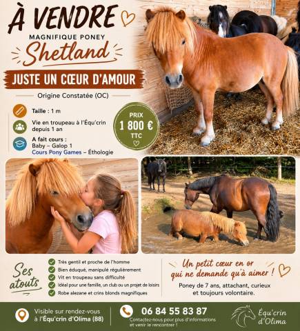 Caballo castrado Shetland En venta 2019 Alaz&aacute;n por ASCOT DES FEES ONCP