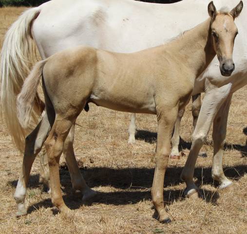 Potro Silla Franc&eacute;s En venta 2026 Palomino