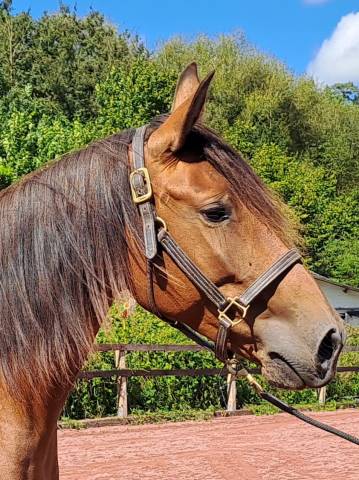 Yegua Lusitano En venta 2018 Bayo por SPARTACUS CSM