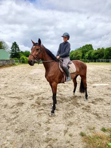 Caballo castrado Silla Franc&eacute;s En venta 2022 Bayo por BLACK JACK IXE