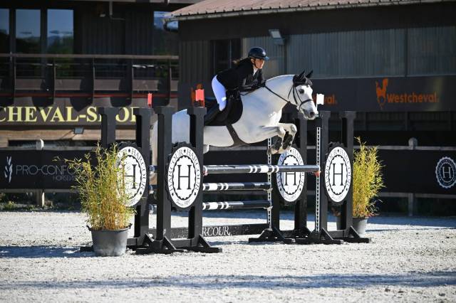 Caballo castrado Connemara En venta 2017 Tordo por DEXTER LEAM PONDI