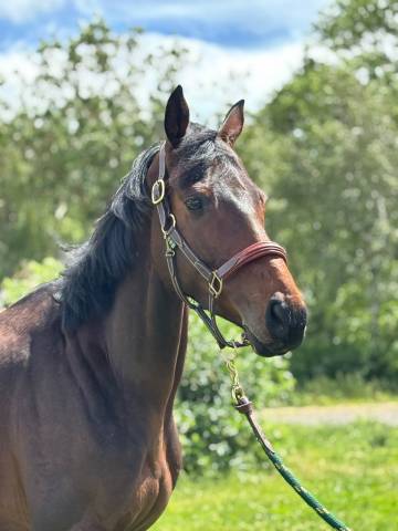 Caballo castrado Pura Sangre En venta 2021 Bayo moreno