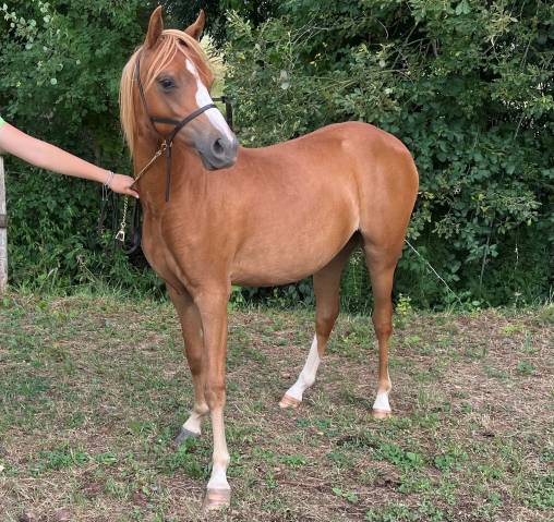 Potranca Welsh Poni (Secci&oacute;n B) En venta 2025 Alaz&aacute;n por EYARTH ANOKI