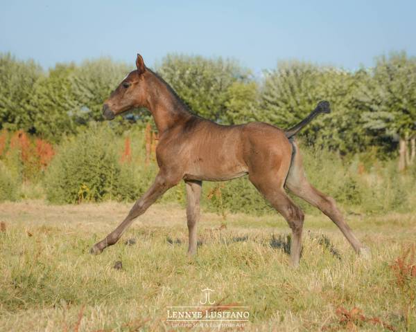 Potranca Lusitano En venta 2026 Negro por Onyx des Ocres