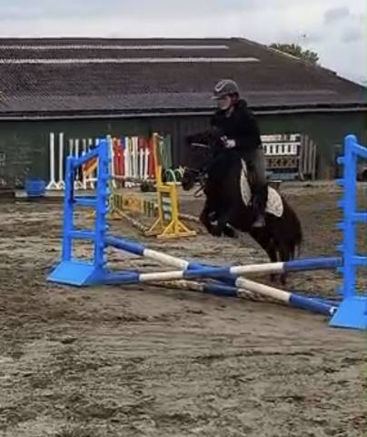 Caballo castrado Shetland En venta 2022 Negro