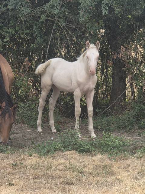 Potranca Quarter Horse En venta 2026 Crema por Dokky munk award