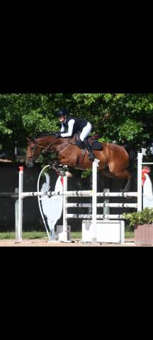 Caballo castrado Silla Franc&eacute;s En venta 2016 Bayo por Catchar Mail