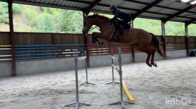 Caballo castrado sBs Caballo de Deporte Belga En venta 2019 Alaz&aacute;n por Joker ask