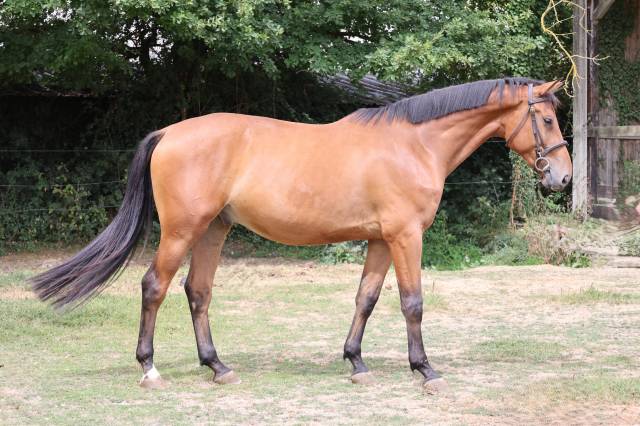 Caballo castrado Silla Franc&eacute;s En venta 2022 Bayo por deuxcatsix d'eglefin