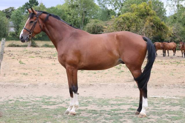Yegua Silla Franc&eacute;s En venta 2021 Bayo por Prinz Clintus
