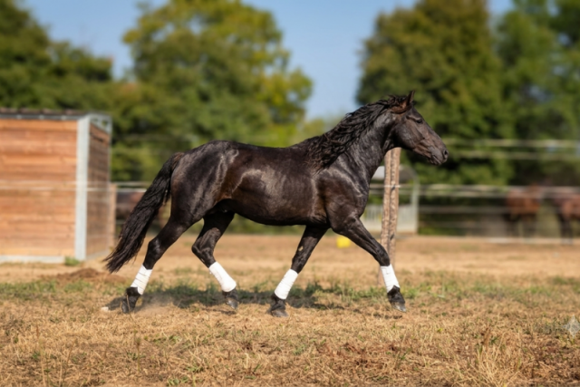 Potro M&eacute;rens En venta 2023 Negro por ORNOIR DU SOULEILLA