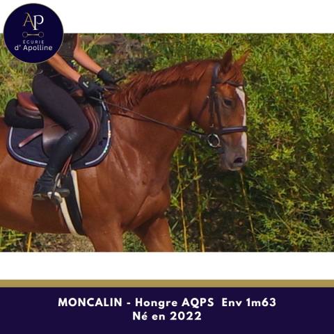 Caballo castrado AQPS En venta 2022 Alaz&aacute;n