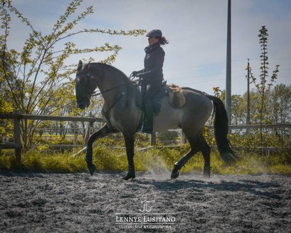 Semental Lusitano En venta 2018 Grullo por OUREM SAG