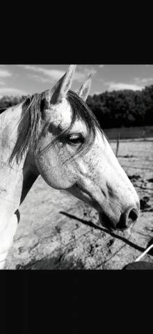 Caballo castrado Lusitano En venta 2019 Tordo