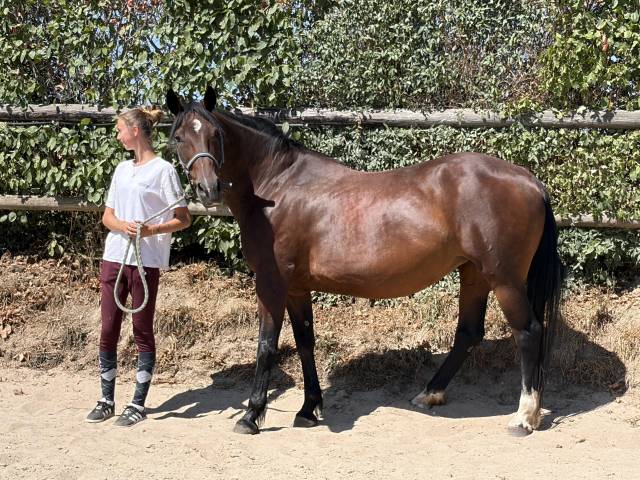Yegua Trot&oacute;n Franc&eacute;s En venta 2014 Bayo