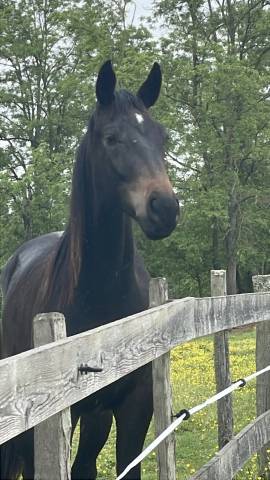 Caballo castrado Silla Franc&eacute;s En venta 2024 Bayo moreno por DANCIANO