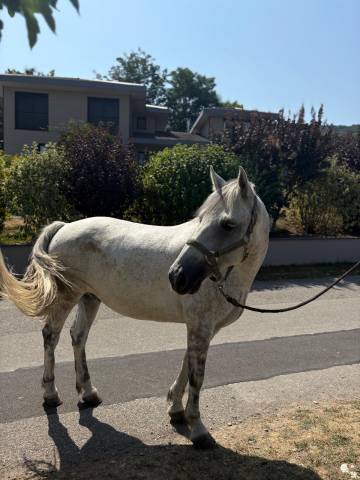 Caballo castrado Connemara En venta 2019 Tordo