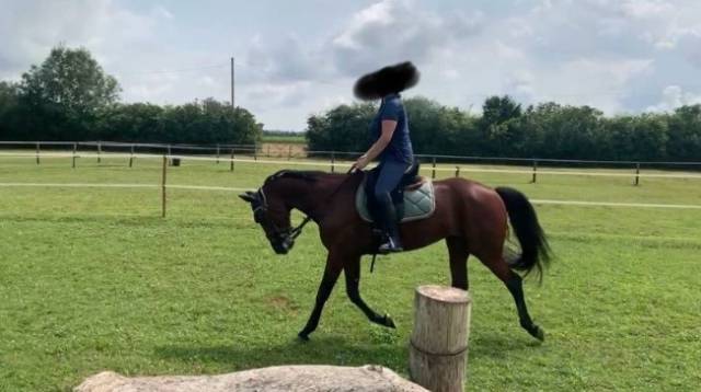 Caballo castrado Trot&oacute;n Franc&eacute;s En venta 2019 Bayo