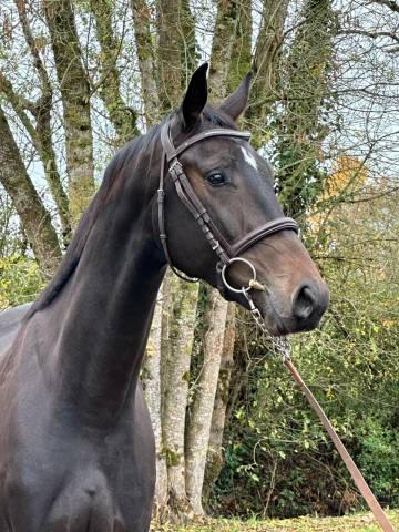 Caballo castrado Silla Franc&eacute;s En venta 2022 Bayo moreno por Jameson RS2