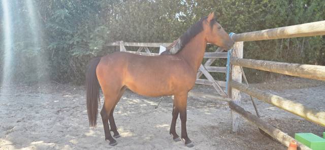 Yegua New Forest En venta 2024 Bayo por L'ancelot du m&eacute;nage