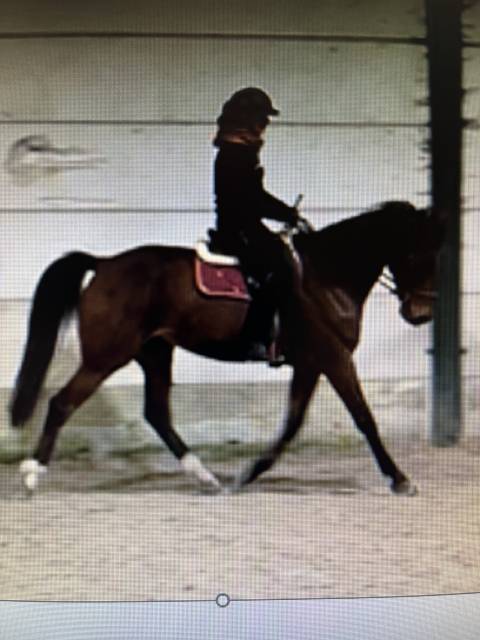 Caballo castrado Trot&oacute;n Franc&eacute;s En venta 2017 Bayo