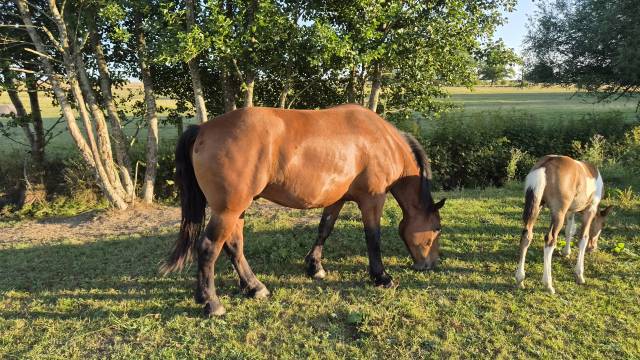 Caballo castrado Cob Normando En venta 2023 Bayo
