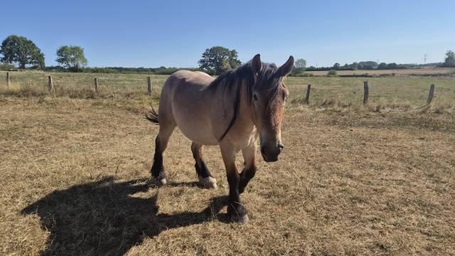Caballo castrado Tiro Belga, Braban&ccedil;on En venta 2023 Roano