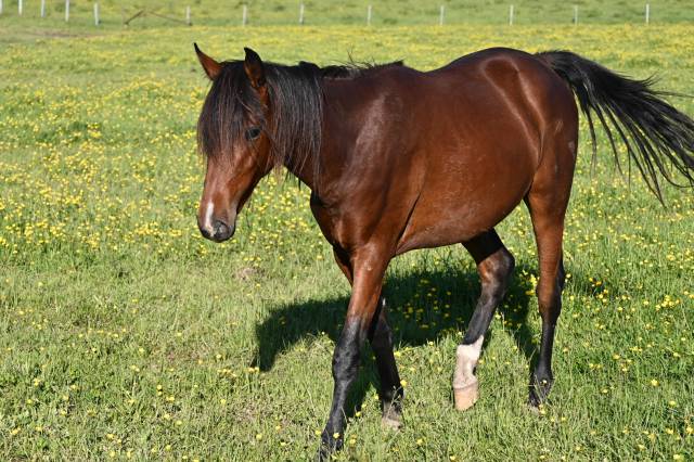 Caballo castrado Lusitano En venta 2024 Bayo