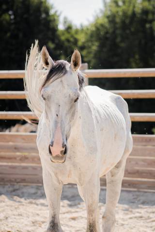 Caballo entero Origen No Constatado En venta 2021 Tordo