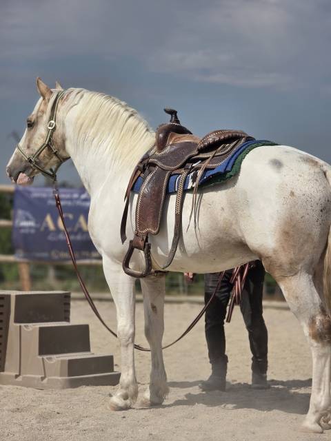 Caballo entero Quarter Horse En venta 2020 Palomino