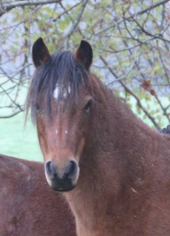 Yegua de ganader&iacute;a Welsh Poni (Secci&oacute;n B) En venta 2012 Bayo por URKOS DES BERTAINES