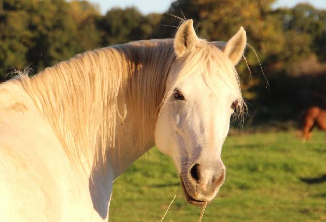Yegua de ganader&iacute;a Welsh Poni (Secci&oacute;n B) En venta 2006 Tordo por Hercule d'audes