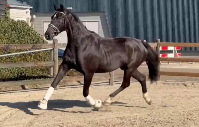 Yegua KWPN Caballo de Deporte Neerland&eacute;s En venta 2015 Negro