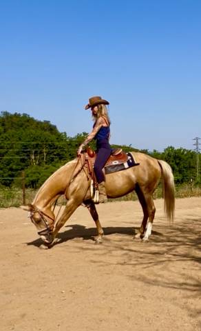 Yegua Quarter Horse &times; &Aacute;rabe palomino