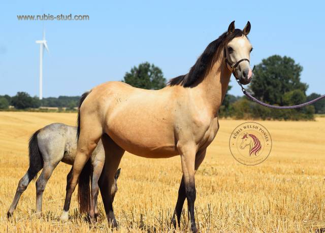 Yegua Welsh Poni (Secci&oacute;n B) En venta 2023 Isabelo