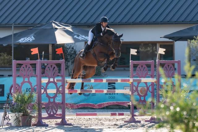Caballo castrado Silla Franc&eacute;s En venta 2019 Bayo